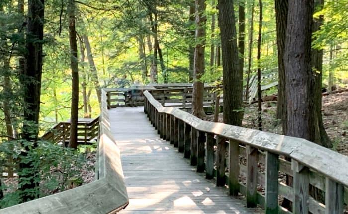 Wooden boardwalk winding through tall green trees