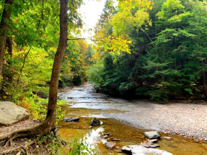 Shallow and narrow creek running through a forest of green and orange trees