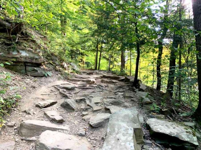 Rocky walking path through a forest with tall green trees