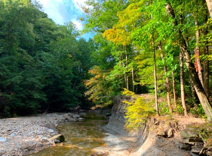 Shallow and narrow creek running through a forest of green and orange trees