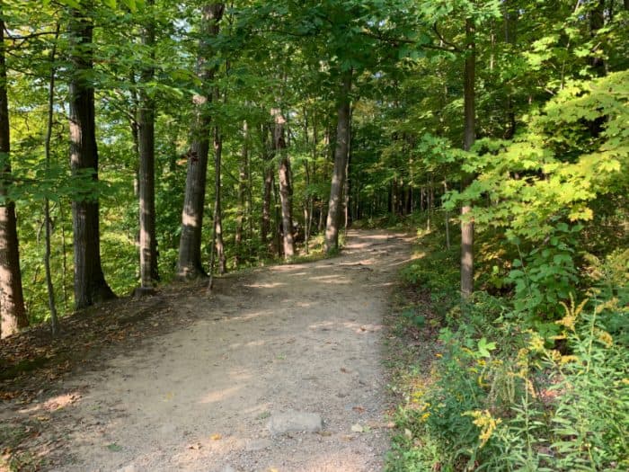 Dirt hiking trail surrounded by tall green trees